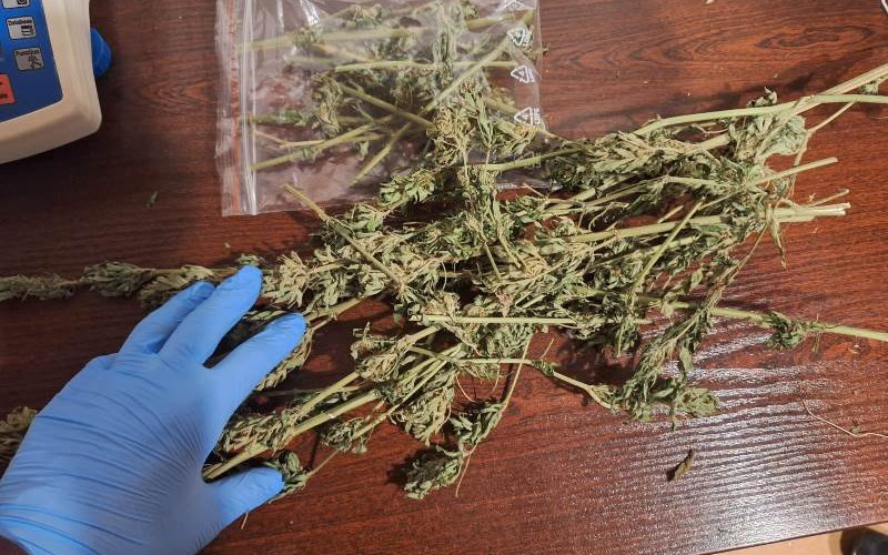 Marihuanę suszył na strychu. Na ranie nie zostało już miejsca