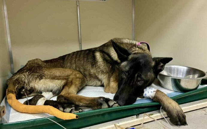 Rok więzienia za znęcanie się nad psami. Niemal zagłodził owczarki