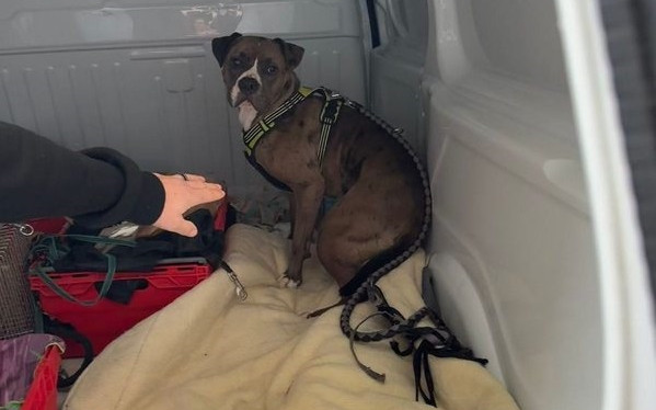 Agresywny amstaf zaatakował przechodniów. Właściciel odpowie