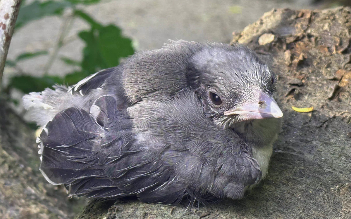 Nad wyraz pierzasty i hałaśliwy. Ornitologiczna sensacja w zoo
