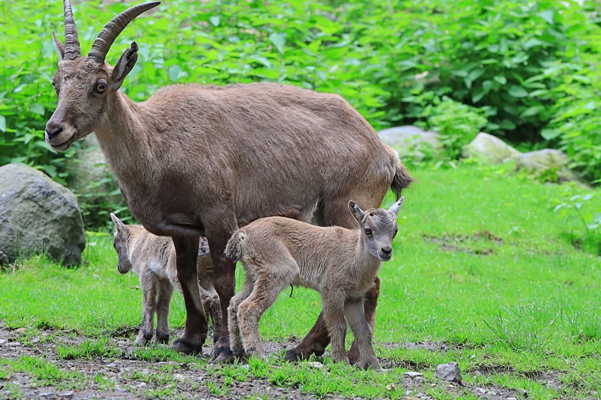 Zoo Görlitz-Zgorzelec