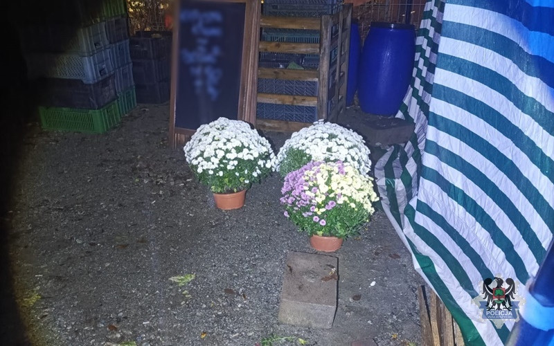 Kradli chryzantemy. Teraz grozi im 5 lat więzienia