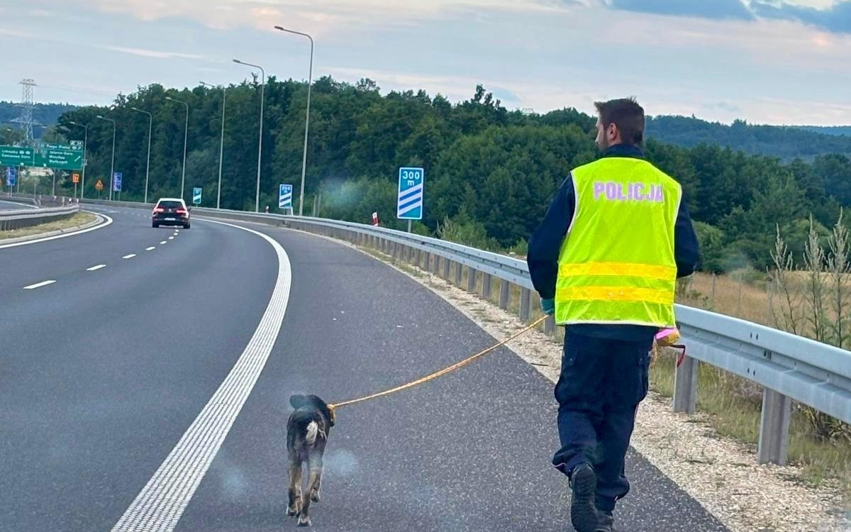 Policjanci zaopiekowali się zaniedbanym psem, który błąkał się na S3