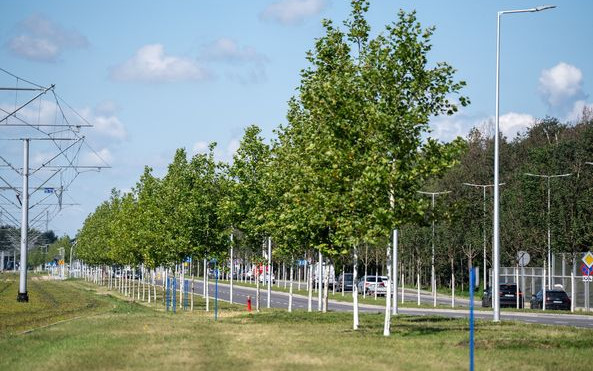 Kolejne nasadzenia na Kosmonautów we Wrocławiu