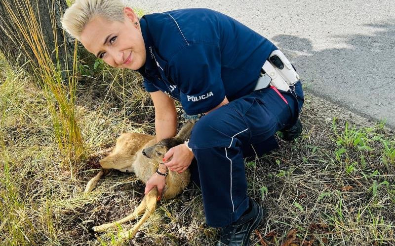 Ranne koźlę pod opieką milickich policjantek
