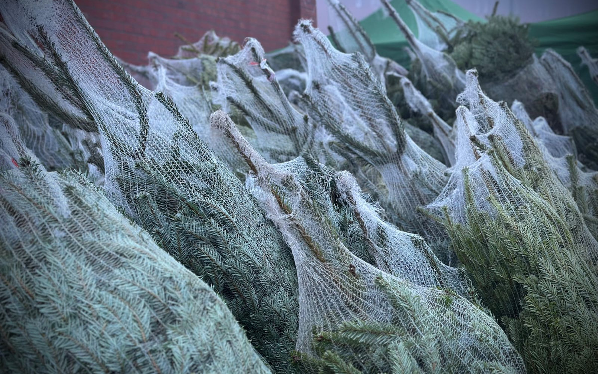 Miejska choinka już w Chocianowie!