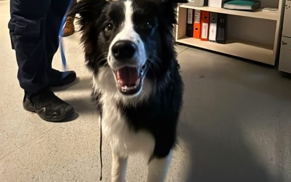 Znęcał się nad psem. Zwierzak został natychmiast odebrane