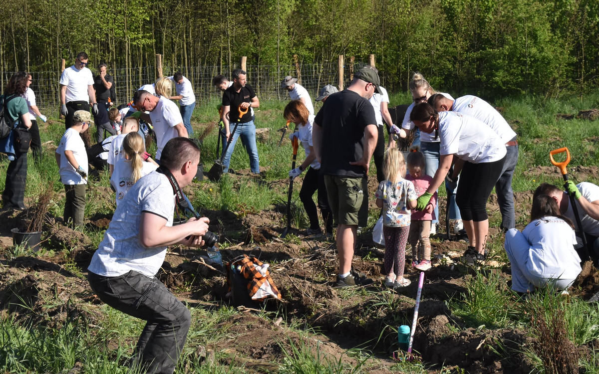 Wolontariusze KGHM posadzili drzewa przy Hucie Miedzi Głogów