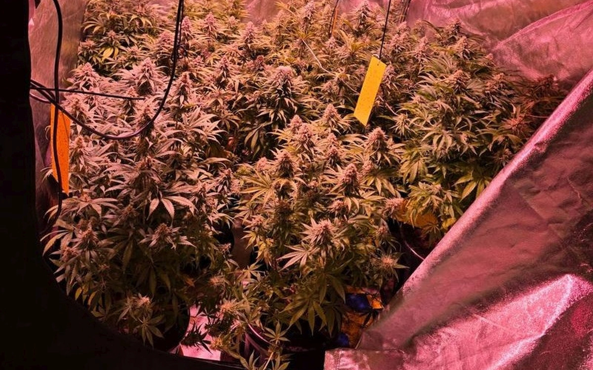 Krzaki konopi, maść z narkotykiem i marihuana – 38-latek stanie przed sądem