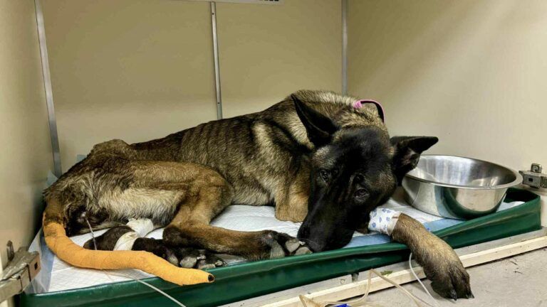 Fundacja Most Nadziei