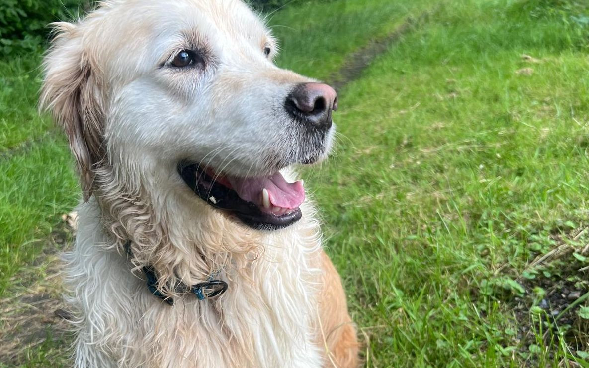 Sylwester nie dla wszystkich radosny. Zwierzęta w obliczu huku i hałasu