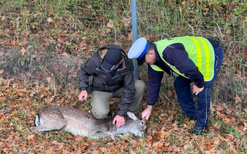 Mundurowi z Trzebnicy pomogli rannemu danielowi. Ranny leżał na ruchliwej drodze