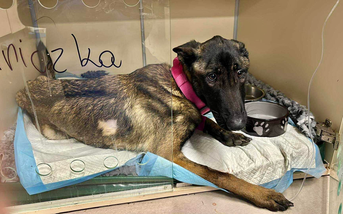 Odebrali skrajnie zaniedbane psy. Mieszkaniec Legnicy usłyszał już zarzuty